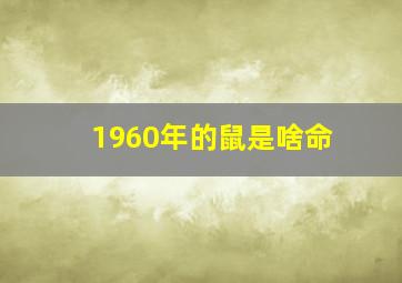 1960年的鼠是啥命