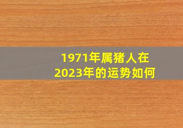 1971年属猪人在2023年的运势如何