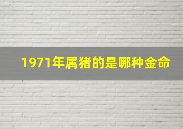 1971年属猪的是哪种金命