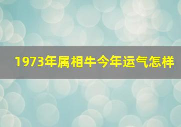 1973年属相牛今年运气怎样