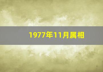 1977年11月属相