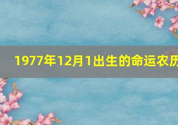 1977年12月1出生的命运农历