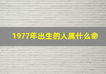 1977年出生的人属什么命