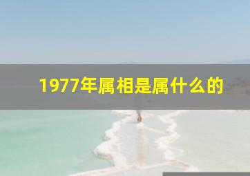 1977年属相是属什么的