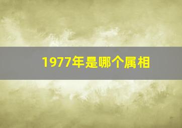 1977年是哪个属相