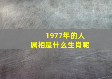 1977年的人属相是什么生肖呢