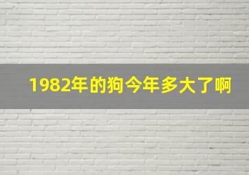 1982年的狗今年多大了啊