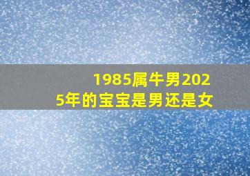 1985属牛男2025年的宝宝是男还是女