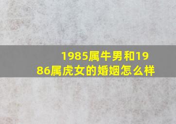 1985属牛男和1986属虎女的婚姻怎么样