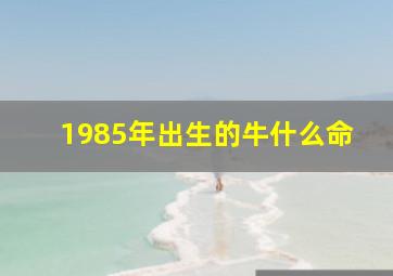 1985年出生的牛什么命