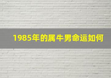 1985年的属牛男命运如何