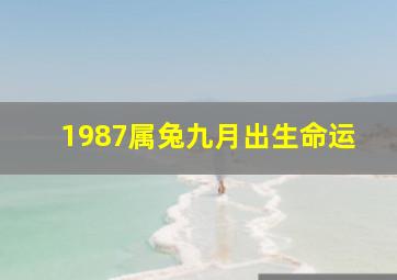 1987属兔九月出生命运