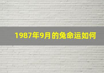 1987年9月的兔命运如何