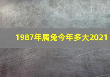 1987年属兔今年多大2021