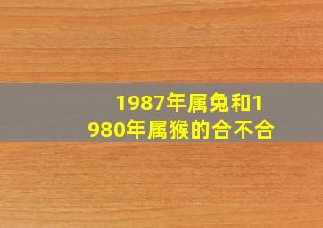 1987年属兔和1980年属猴的合不合