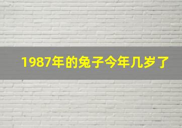 1987年的兔子今年几岁了