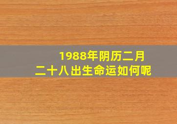 1988年阴历二月二十八出生命运如何呢