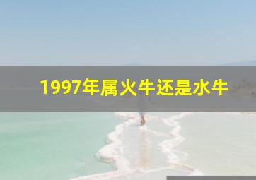 1997年属火牛还是水牛