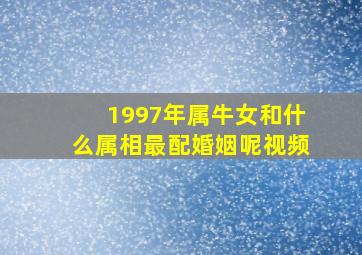 1997年属牛女和什么属相最配婚姻呢视频