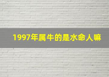 1997年属牛的是水命人嘛