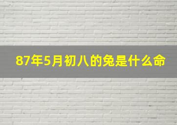 87年5月初八的兔是什么命