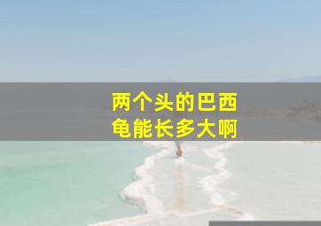 两个头的巴西龟能长多大啊