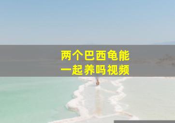 两个巴西龟能一起养吗视频