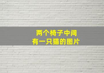 两个椅子中间有一只猫的图片