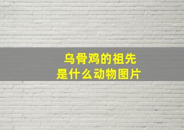 乌骨鸡的祖先是什么动物图片