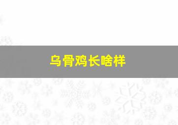 乌骨鸡长啥样