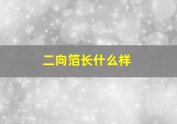 二向箔长什么样