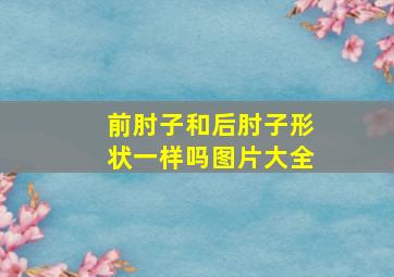 前肘子和后肘子形状一样吗图片大全