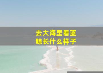 去大海里看蓝鲸长什么样子