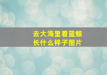 去大海里看蓝鲸长什么样子图片