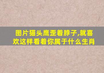 图片猫头鹰歪着脖子,就喜欢这样看着你属于什么生肖