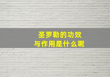 圣罗勒的功效与作用是什么呢