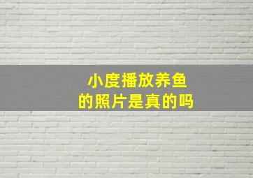 小度播放养鱼的照片是真的吗