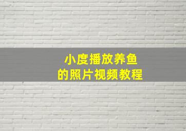 小度播放养鱼的照片视频教程