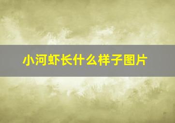 小河虾长什么样子图片