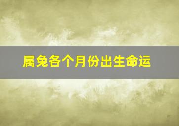 属兔各个月份出生命运