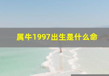 属牛1997出生是什么命