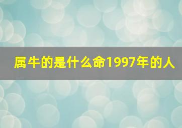 属牛的是什么命1997年的人