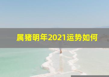 属猪明年2021运势如何