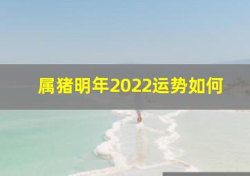 属猪明年2022运势如何