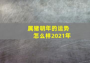 属猪明年的运势怎么样2021年