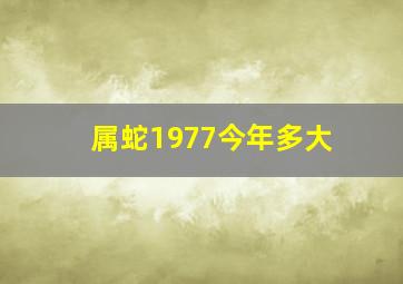 属蛇1977今年多大