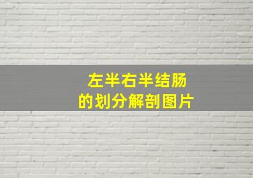 左半右半结肠的划分解剖图片