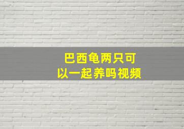 巴西龟两只可以一起养吗视频