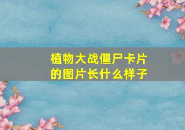 植物大战僵尸卡片的图片长什么样子