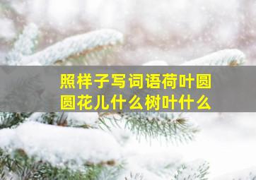 照样子写词语荷叶圆圆花儿什么树叶什么